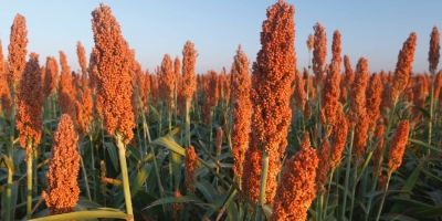 Sorgo ganha mercado, supera milho em preço e pode colocar Brasil entre os líderes globais da cultura