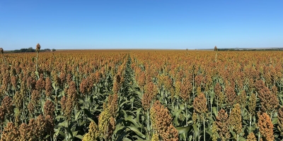 Com safrinha sob risco, produtor encontrou no sorgo uma solução para rentabilidade e manejo de plantas daninhas