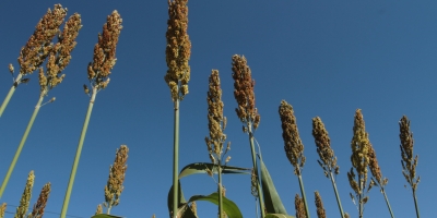 Plantio de sorgo deve crescer mais de 11% em 2026, mas há demanda para tudo isso?