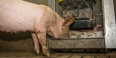 Produção de ração animal na França cresce 1,1% em 2025, mas setor suíno registra retração