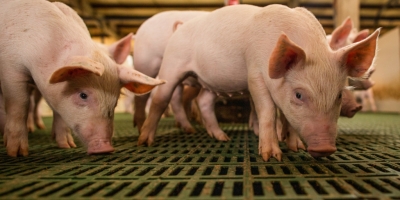 Suinocultura da Ucrânia enfrenta custo bilionário para atender normas da União Europeia