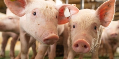 Decisão judicial no Canadá pode redefinir regras de comercialização para carne suína orgânica