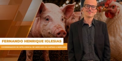 Suínos seguem em queda e frango tenta equilíbrio com exportações