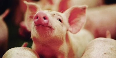Suíno vivo acumula queda histórica de 32,8% em 2026 e atinge menor patamar da série iniciada em 2002