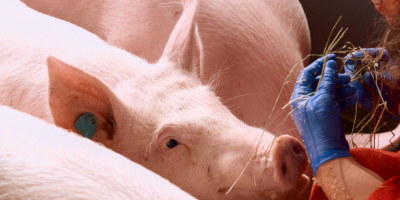 Treinamento no RS orienta responsáveis técnicos sobre nova certificação de Granjas de Reprodutores Suínos