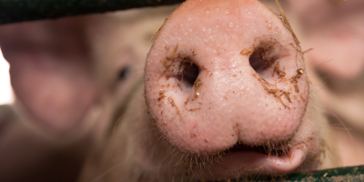 China pede redução na produção de suínos diante de excesso de oferta e queda nos preços