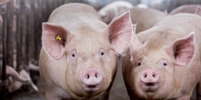 Estudo revela colapso precoce do sistema imunológico em suínos infectados pela Peste Suína Africana