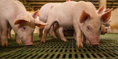 Produtores alemães pedem ao governo por R$ 1,2 bi anuais em bem-estar de porcas