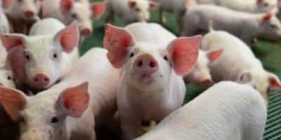 Lei de desmatamento à EUDR: o que muda para o mercado global de suínos?