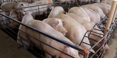 Suinocultura em Mato Grosso do Sul cresce 50% e recebe mais de R$ 300 milhões em incentivos