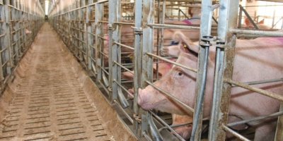 Suinocultura europeia: adequação da Ucrânia às normas da UE exigirá investimento milionário e reestruturação das granjas