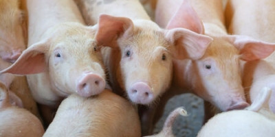 Sanidade na Suinocultura: Coreia do Sul intensifica medidas contra avanço da Peste Suína Africana em 2026