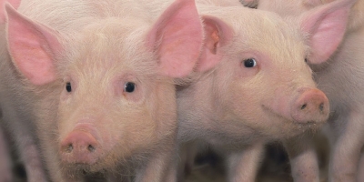 Crescimento desigual da produção suína global em 2026, com incertezas sanitárias e comerciais