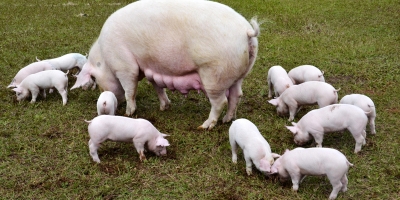 Embrapa lança nova versão do aplicativo Custo Fácil e amplia gestão na suinocultura