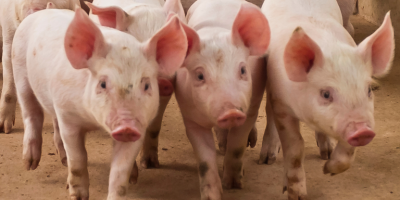 Abertura de mercados para produtos animais brasileiros na China, no Paraguai e em Palau