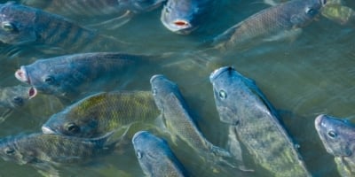 Preços da tilápia têm variações pontuais nas principais regiões produtoras