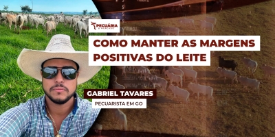 Como a pressão sobre arroba do boi gordo tem impactado no mercado de reposição