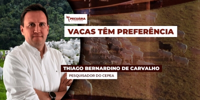 Comercialização de animais segue lenta e os poucos negócios que acontecem são feitos com vacas