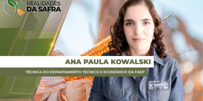 Região Oeste do Paraná enfrenta 1 mês de estiagem e algumas localidades já têm perdas de 30% no milho