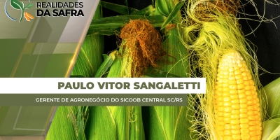 Santa Catarina registra média de produtividade de 204 sc/ha para o milho verão 25/26