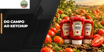 Do campo à prateleira: acompanhamos o caminho do tomate até virar ketchup em Goiás