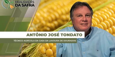 Cândido Mota/SP teve 60% do milho plantado fora da janela ideal