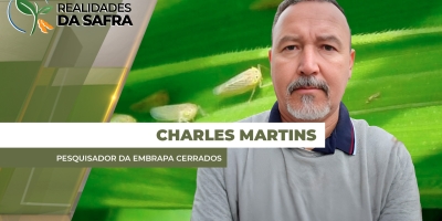 Cigarrinha-do-Milho: Produtor deve evitar usar os mesmos inseticidas para evitar resistências e estar atento aos materiais resistentes ao enfezamento