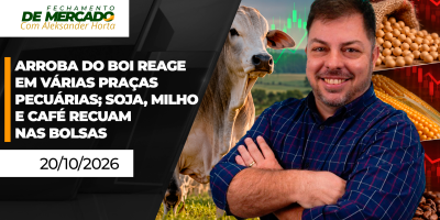 FECHAMENTO DE MERCADO - Arroba do boi reage em várias praças pecuárias; soja , milho e café recuam nas bolsas