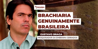 Conheça a BRS Carinás, a primeira cultivar brasileira de Brachiaria decumbens da Embrapa