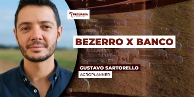 Comprar bezerro ou investir em CDI, o que rende mais? Entenda as contas e a necessidade de ajuste nas operações