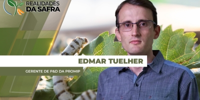 Pressão de lagartas está aumentando em milho, soja e algodão