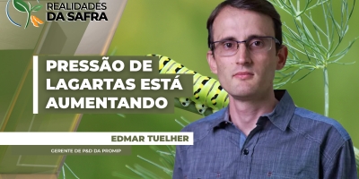 Pressão de lagartas está aumentando em milho, soja e algodão