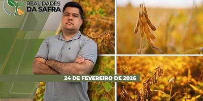 Diamantino/MT colhe soja com chuva e perda de qualidade, enquanto Araçatuba/SP começa trabalhos após períodos de seca