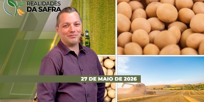 Perdas para o milho de segunda safra em Goiás, enquanto que Paraná se prepara para colher