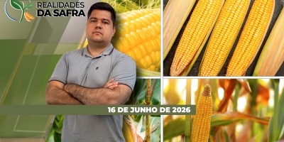 Colheita do milho avança com expectativa de recorde de produção no Mato Grosso