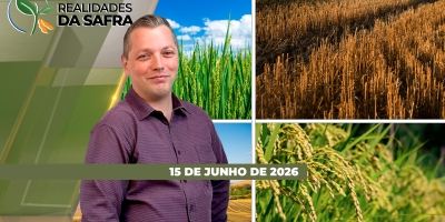 Em MG, produtores se preparam para a colheita do feijão. Por outro lado, arroz começa a consolidar números de safra encerrada no RS