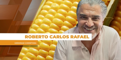 Foco do mercado na comercialização da soja mantém cotações do milho lateralizadas no Brasil