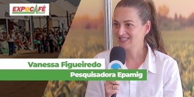 Pesquisa busca cafés com potencial de produzir qualidade, com precocidade na maturação e resistência à seca
