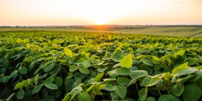 Rainbow consolida presença global no agronegócio com portfólio robusto e focado na alta performance de soja, milho, cana e algodão