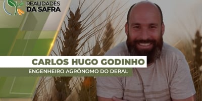 Paraná fecha safra de trigo com 2,7 milhões de toneladas, dentro do esperado