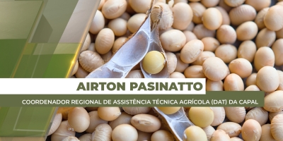 Colheita da soja na região da Capal se aproxima do fim e, no milho verão, chega a 70% da área com bons índices de produtividade