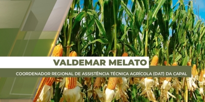 Chuvas chegam à Assis Chateaubriand/PR e melhoram condições de desenvolvimento da safrinha de milho