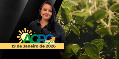 Bolsas americanas fechadas, preços do milho pressionados, feijão em alta e alerta sobre o custo de carregar a soja