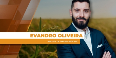 Setor arrozeiro no Brasil segue com necessidade de um escoamento eficiente para outros mercados