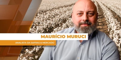 Safra de algodão caminha para redução de área e possível recorde nas exportações