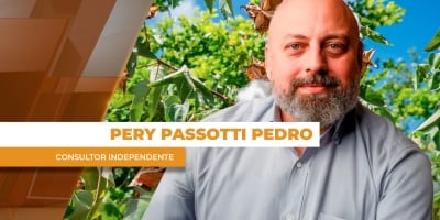 Mercado prevê redução para a safra de algodão 26/27