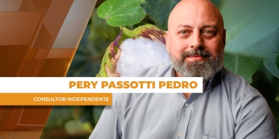 Preços do algodão seguem pressionados com queda de consumo internacional e competição com outras fibras