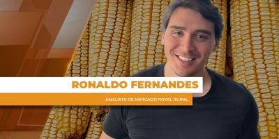 Mercado travado segue mantendo cotações do milho de lado no Brasil