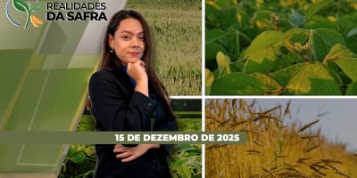 Safra de Café 26/27 pode atingir 74,4 milhões de sacas, enquanto produtividade da cana no Centro-Sul cresce 0,7% em novembro