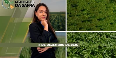 Produtores relatam dificuldade no seguro rural em Campo Mourão/PR, enquanto replantio da soja deve reduzir a segunda safra em Palmas/TO
